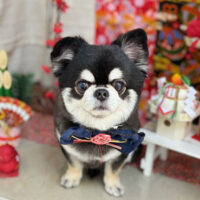 【本店】2024年1月28日のワンちゃん達♪