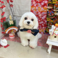 【本店】2024年1月31日のワンちゃん達♪