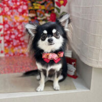 【本店】2024年1月7日のワンちゃん達♪