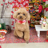 【本店】2024年1月8日のワンちゃん達♪