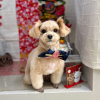 【本店】2024年1月14日のワンちゃん達♪