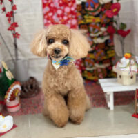 【本店】2024年1月22日のワンちゃん達♪