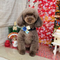 【本店】2024年1月25日のワンちゃん達♪