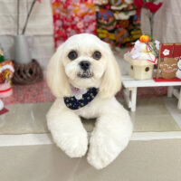 【本店】2024年1月27日のワンちゃん達♪