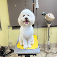 【本店】2024年1月29日のワンちゃん達♪