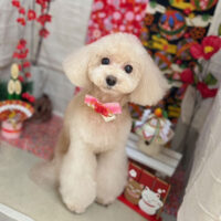 【本店】2024年1月11日のワンちゃん達♪