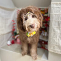 【本店】2024年1月12日のワンちゃん達♪