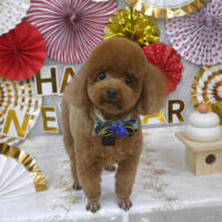 【山手店】2024年1月6日のワンちゃん達♪