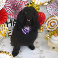 【山手店】2024年1月11日のワンちゃん達♪