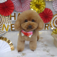 【山手店】2024年1月13日のワンちゃん達♪