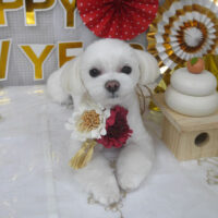 【山手店】2024年1月20日のワンちゃん達♪