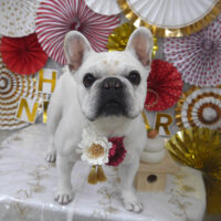 【山手店】2024年1月21日のワンちゃん達♪