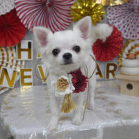 【山手店】2024年1月24日のワンちゃん達♪