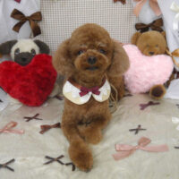 【山手店】2024年1月26日のワンちゃん達♪