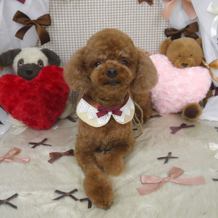 【山手店】2024年1月26日のワンちゃん達♪