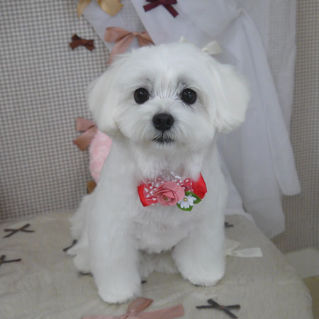 【山手店】2024年1月27日のワンちゃん達♪