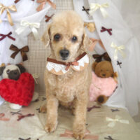 【山手店】2024年1月28日のワンちゃん達♪