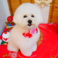 【池下店】2024年1月6日のワンちゃん達♪