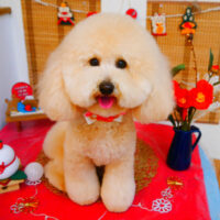 【池下店】2024年1月7日のワンちゃん達♪