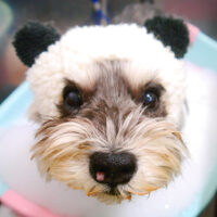 【池下店】2024年1月8日のワンちゃん達♪