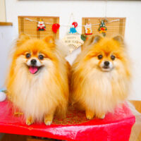 【池下店】2024年1月11のワンちゃん達♪