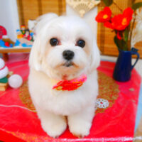 【池下店】2024年1月12日のワンちゃん達♪