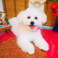 【池下店】2024年1月13日のワンちゃん達♪