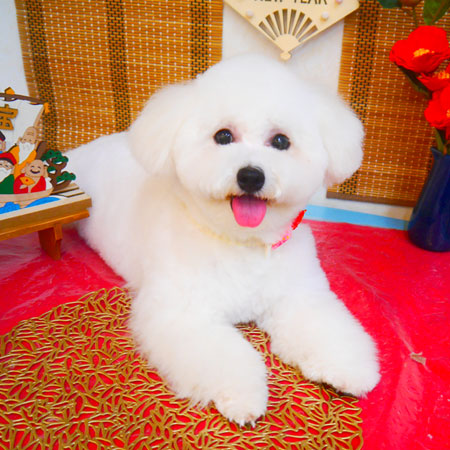 【池下店】2024年1月13日のワンちゃん達♪