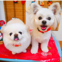 【池下店】2024年1月14日のワンちゃん達♪