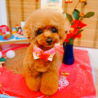 【池下店】2024年1月15日のワンちゃん達♪