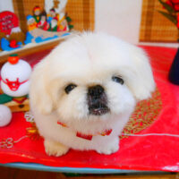 【池下店】2024年1月18日のワンちゃん達♪