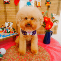 【池下店】2024年1月19日のワンちゃん達♪