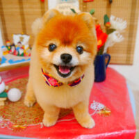 【池下店】2024年1月20日のワンちゃん達♪