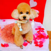 【池下店】2024年1月25日のワンちゃん達♪