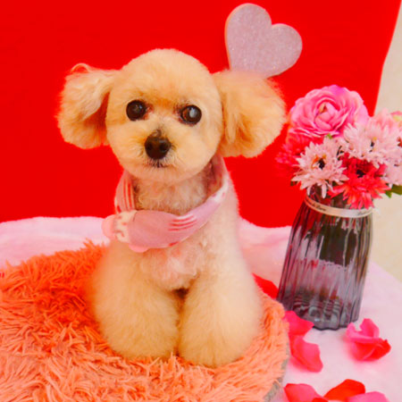 【池下店】2024年1月26日のワンちゃん達♪