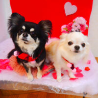 【池下店】2024年1月28日のワンちゃん達♪