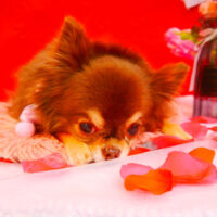 【池下店】2024年1月29日のワンちゃん達♪