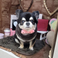 【本店】2024年2月25日のワンちゃん達♪