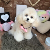 【本店】2024年2月26日のワンちゃん達♪