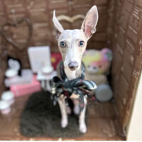 【本店】2024年2月9日のワンちゃん達♪