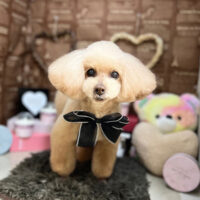 【本店】2024年2月1日のワンちゃん達♪