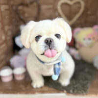 【本店】2024年2月17日のワンちゃん達♪