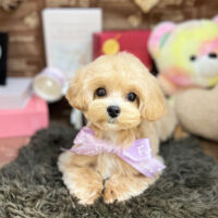 【本店】2024年2月5日のワンちゃん達♪