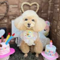 【本店】2024年2月23日のワンちゃん達♪