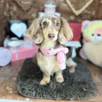 【本店】2024年2月2日のワンちゃん達♪