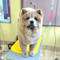 【本店】2024年2月12日のワンちゃん達♪