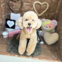 【本店】2024年2月15日のワンちゃん達♪