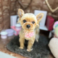 【本店】2024年2月19日のワンちゃん達♪