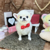 【本店】2024年2月24日のワンちゃん達♪