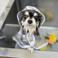 【本店】2024年2月29日のワンちゃん達♪